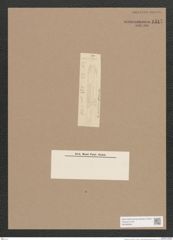 Navicula sp. (de-Toni-Nr.: Genus 1) Zeichnungen Sammlung Grunow Nr. 1517 (NHMW-BOT-W0368042)